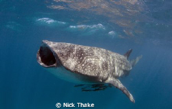 Feed Me!! A 6m male whaleshark feeding off ningaloo reef ... by Nick Thake 